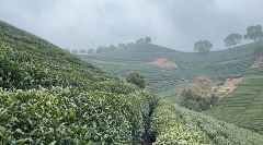 杭州：西湖龙井部分萌芽 3月中旬有望开采