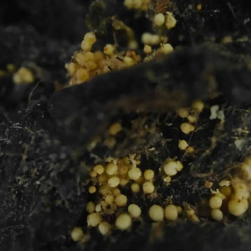 院士团队说2024年茶叶加工理论与技术研究进展（二）