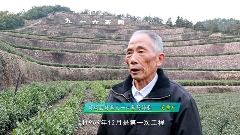 九一六茶园：红韵茶香新发展