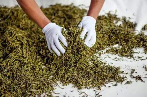 普洱茶苦涩酸味成因解析与品鉴技巧