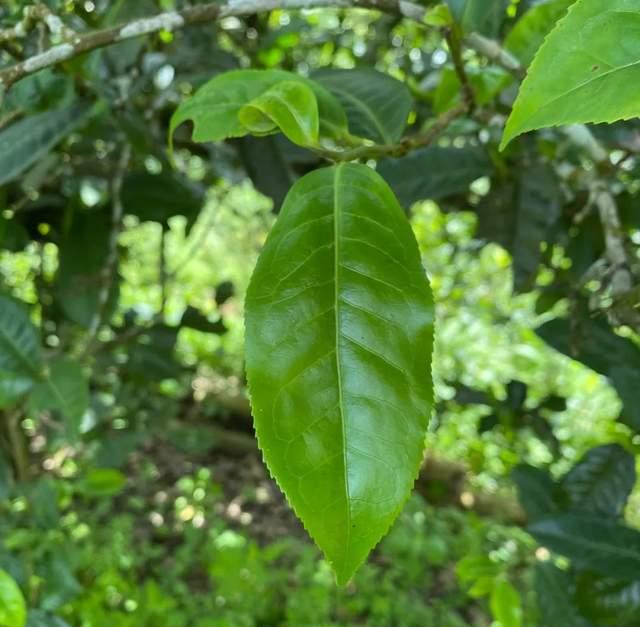 普洱茶苦涩酸味成因解析与品鉴技巧