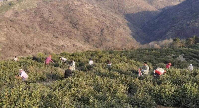 陕西山阳：茶企奏响春日“茶管曲”