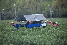 茶产业十大趋势——数字引领未来