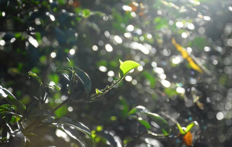 八角亭乔木金韵   一盏金茗，品韵东方