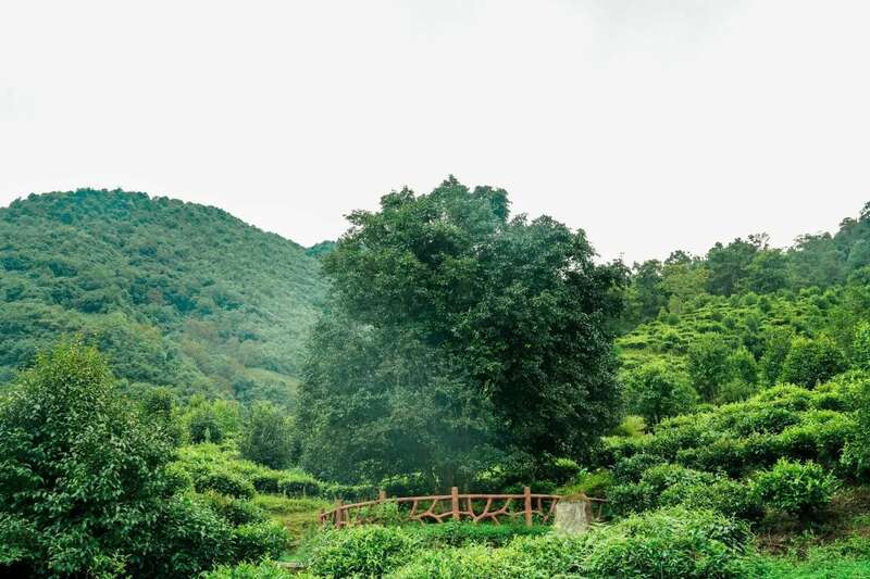下关2025 秘境荒野 喝18年陈野生古树茶，享山水之乐