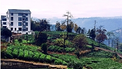 以“大佛龙井”品牌为背书 创建“云上茶乡，灵秀东茗”的乡村发展生境