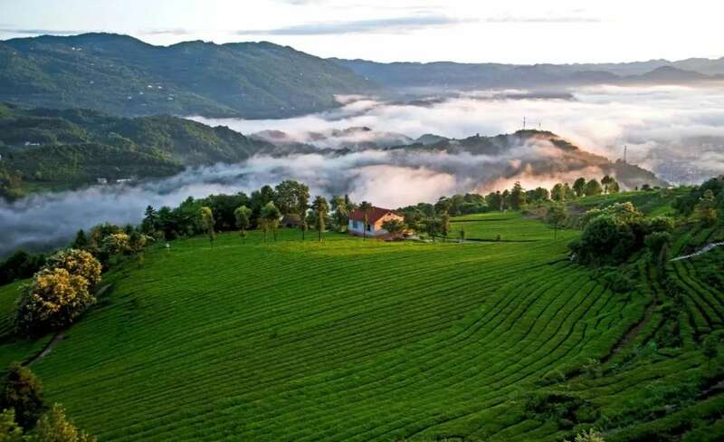 各省市GDP放榜！折射出哪些茶业信息？