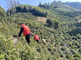 黄山市徽州区：春茶管护忙 蓄势待茶香