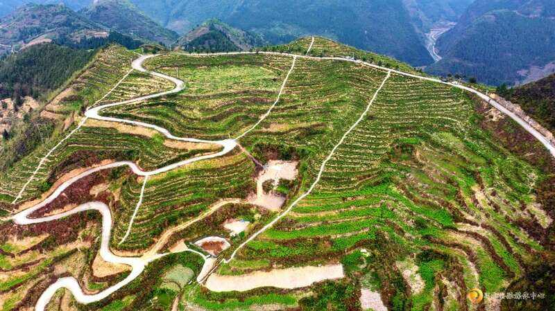 习水：小茶叶撑起大产业