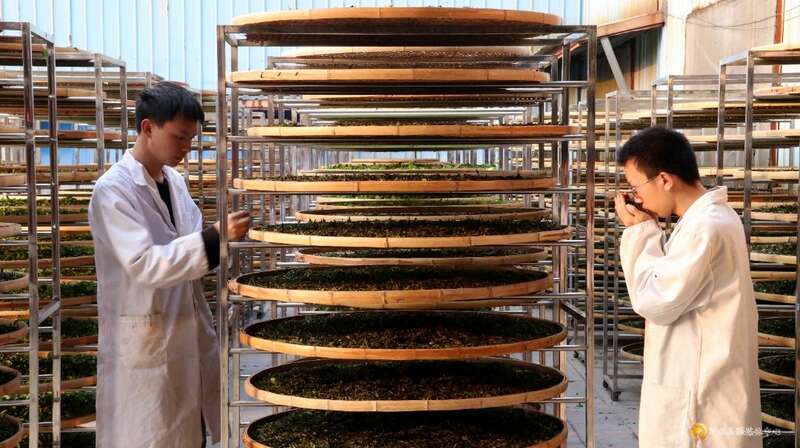 习水：小茶叶撑起大产业