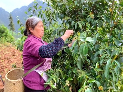 习水：小茶叶撑起大产业