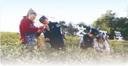走进“茶叶之乡”，为春耕季护航