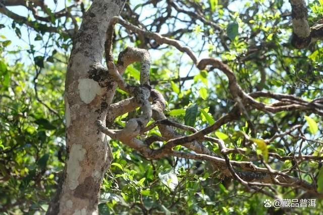 普洱茶为什么越陈越香适合收藏的原因分析