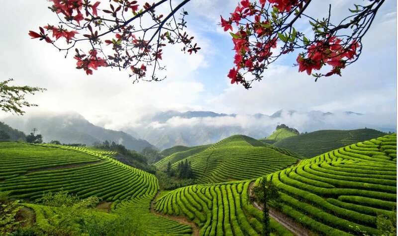 浙江省有机茶认证现状分析与发展建议