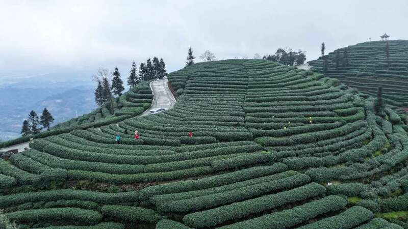 夹江第一茬春茶抢“鲜”开采！