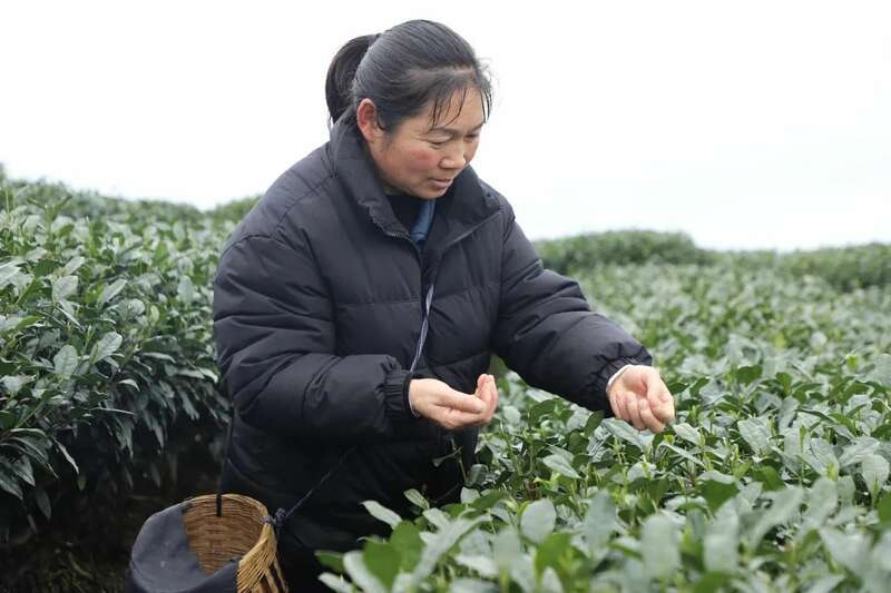 夹江第一茬春茶抢“鲜”开采！