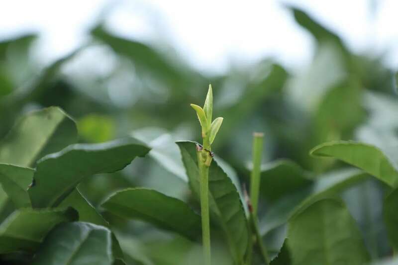 夹江第一茬春茶抢“鲜”开采！