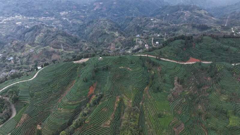 夹江第一茬春茶抢“鲜”开采！