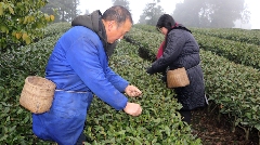 抢“鲜”！价格每斤150元，首批蒙顶山茶春茶开采