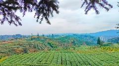 名山首条新茶饮原料加工生产线即将投产