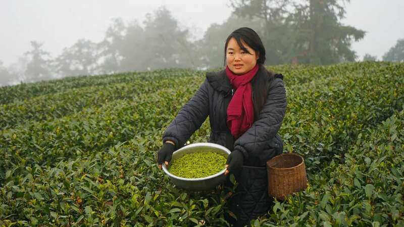 抢“鲜”！价格每斤150元，首批蒙顶山茶春茶开采