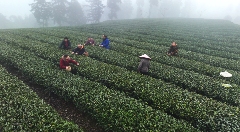 抢“鲜”！价格每斤150元，首批蒙顶山茶春茶开采