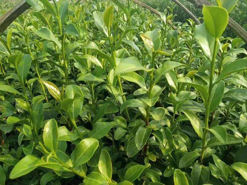 院士团队说2024年茶叶加工理论与技术研究进展（一）