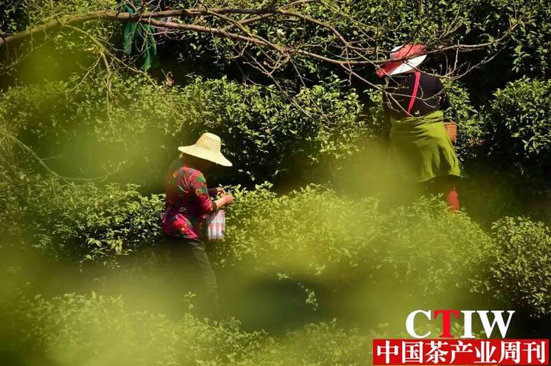 信阳毛尖：一片非遗茶叶撬起200亿年产值