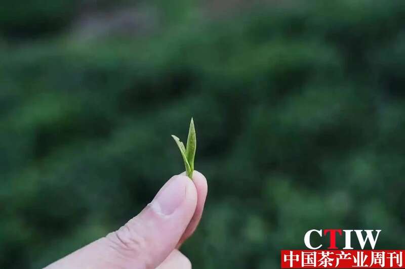 信阳毛尖：一片非遗茶叶撬起200亿年产值