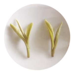 瑞草魁的叶底.jpg 瑞草魁的叶底.jpg