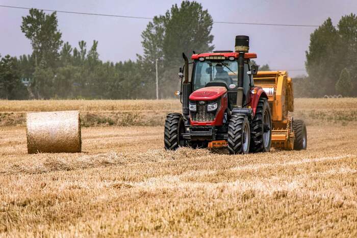 茶园行间覆盖水稻秸秆，让秸秆“变废为宝”