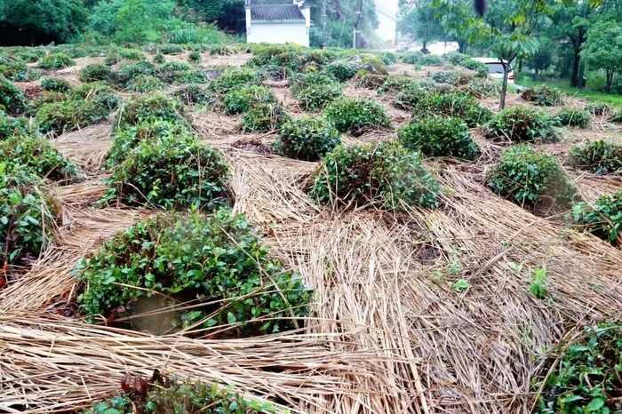 茶园行间覆盖水稻秸秆，让秸秆“变废为宝”