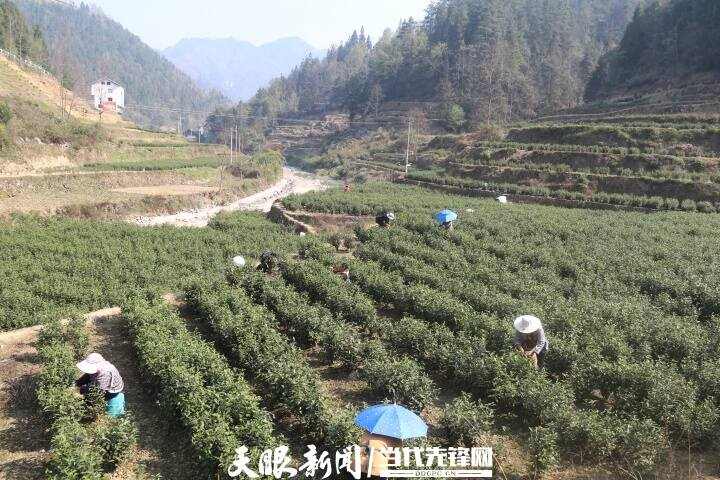 正安流渡镇：茶农正忙着让“第一篓”抢“鲜”入市