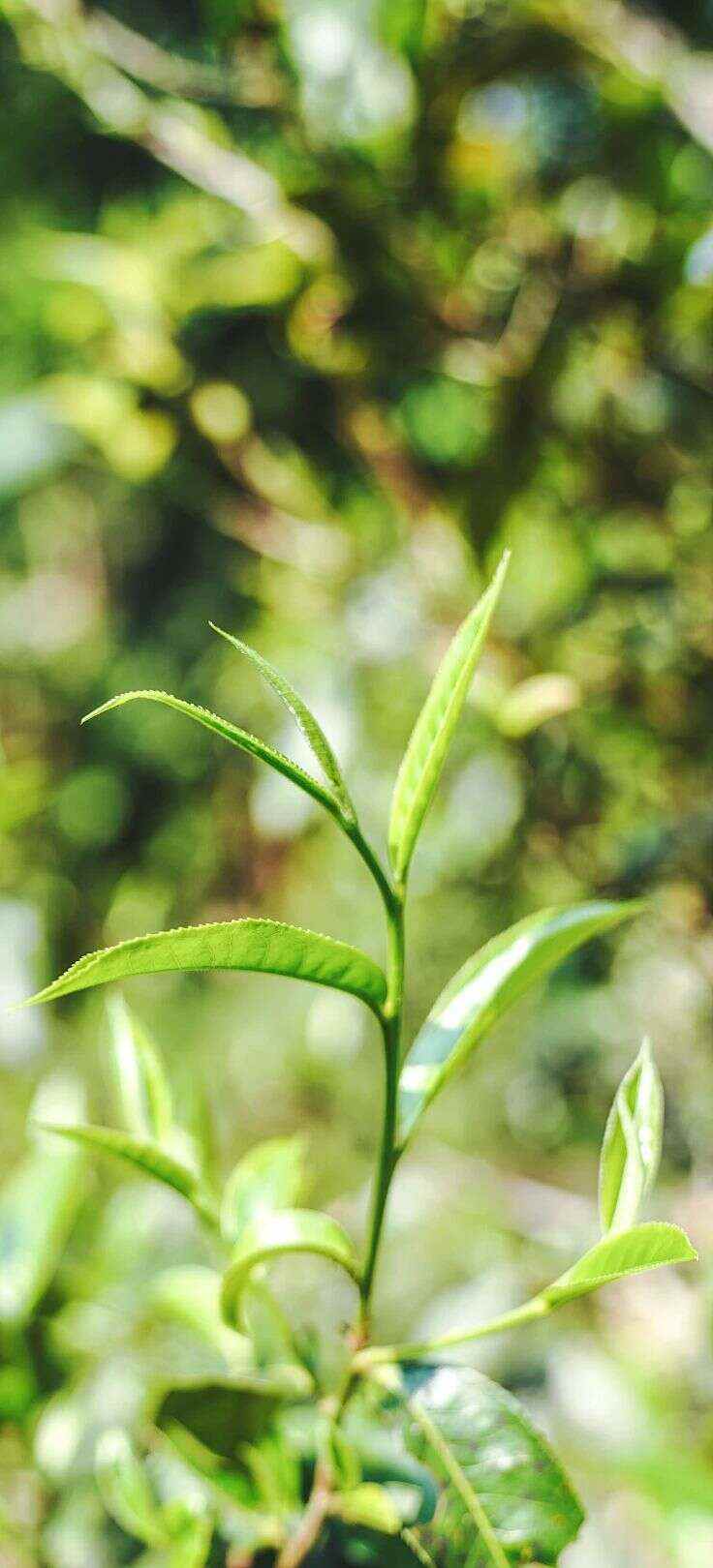 下关大树春饼茶 细酌高山云雾滋养出的“春韵”