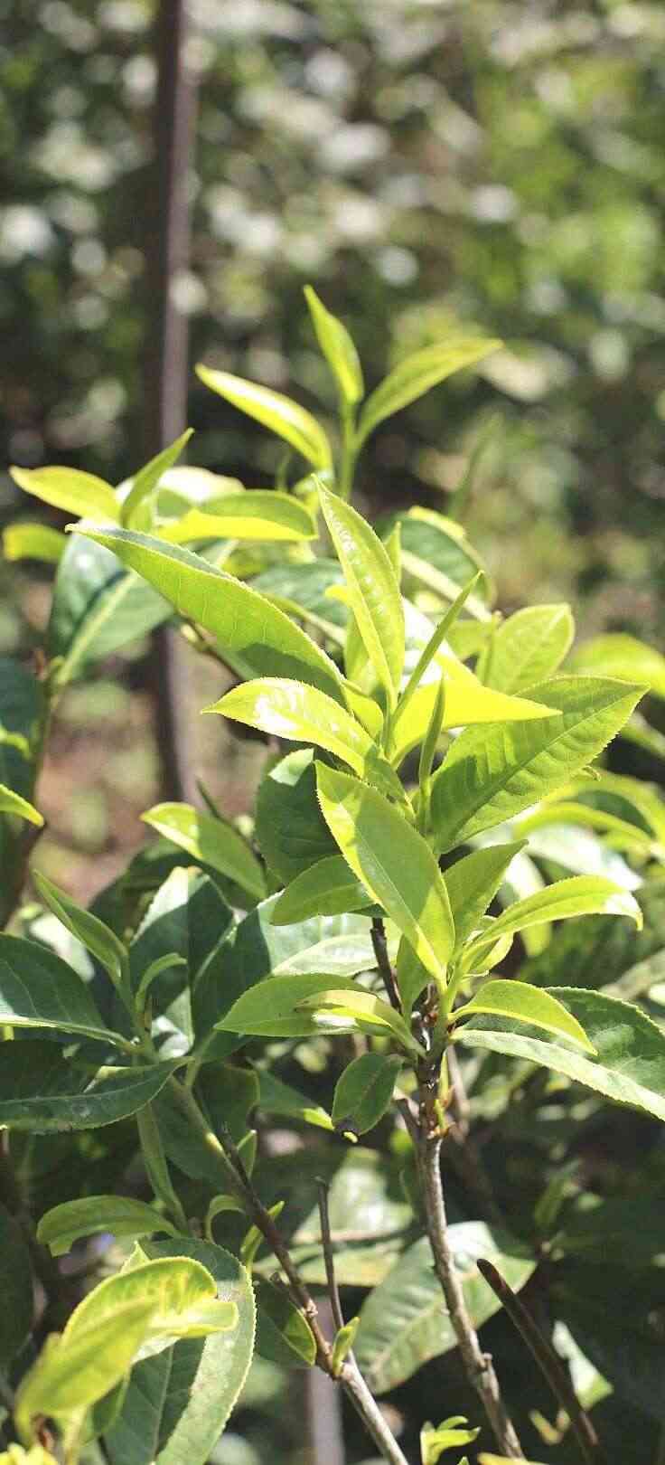 下关大树春饼茶 细酌高山云雾滋养出的“春韵”