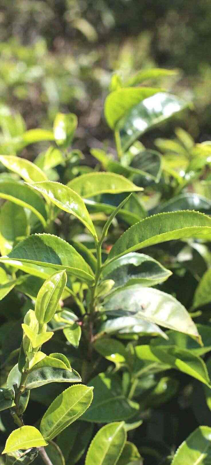 下关大树春饼茶 细酌高山云雾滋养出的“春韵”