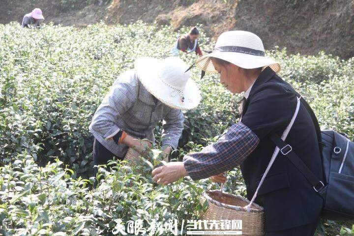 正安流渡镇：茶农正忙着让“第一篓”抢“鲜”入市