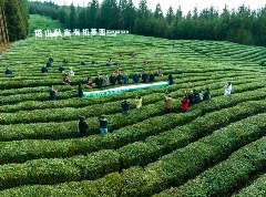 荥经县“塔山”牌茶叶，绿色品质铸就品牌传奇