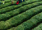 荥经县“塔山”牌茶叶，绿色品质铸就品牌传奇