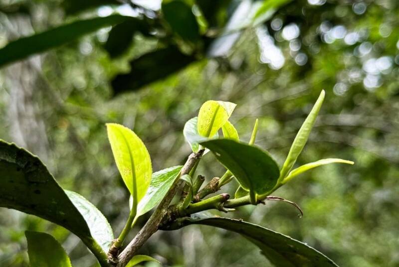 八角亭云南勐海早春乔木圆茶   经典再现，传奇新生！