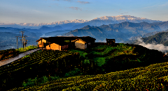 荥经县“塔山”牌茶叶，绿色品质铸就品牌传奇