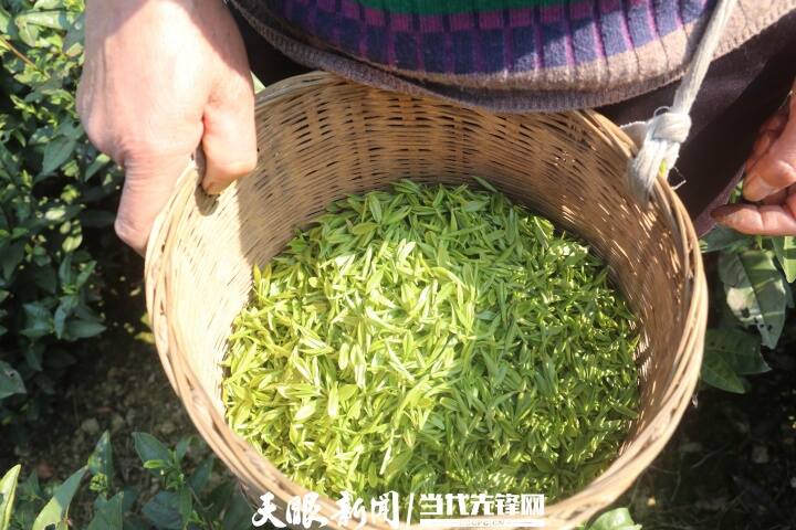 正安流渡镇：茶农正忙着让“第一篓”抢“鲜”入市