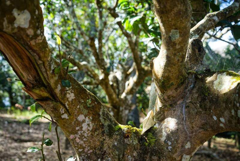 八角亭云南勐海早春乔木圆茶   经典再现，传奇新生！