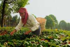 七彩云南庆沣祥茶业出席第十一届京东春茶节共促茶产业高质量发展