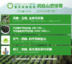 2025春茶季：信阳毛尖开采