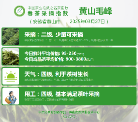 2025春茶季：信阳毛尖开采