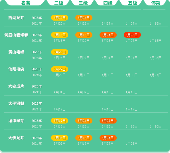 2025春茶季：信阳毛尖开采