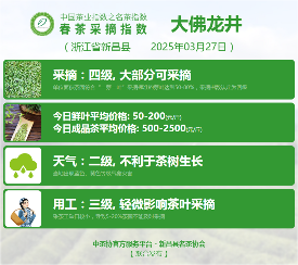 2025春茶季：信阳毛尖开采
