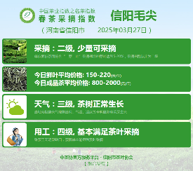 2025春茶季：信阳毛尖开采