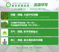 2025春茶季：信阳毛尖开采